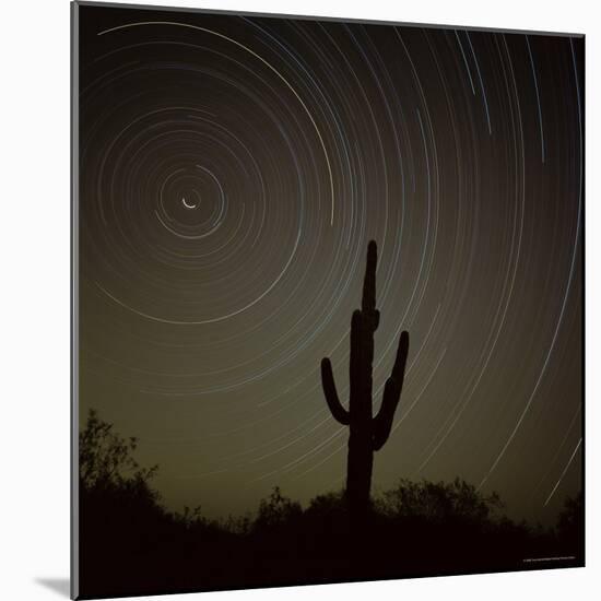 Star Trek Over Cacti, Tracing Stars as They Move Round North Star, Tucson, Arizona, USA-Tony Gervis-Mounted Photographic Print