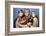 Star Trek : The Wrath Of Khan (photo)-null-Framed Photo