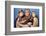 Star Trek : The Wrath Of Khan (photo)-null-Framed Photo