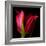 Star Tulip-Magda Indigo-Framed Photographic Print