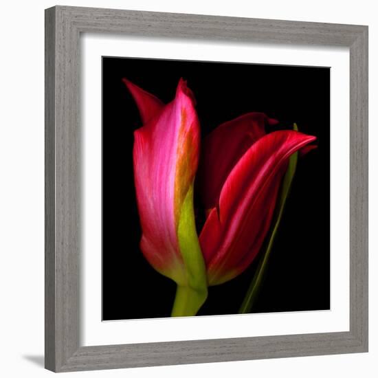 Star Tulip-Magda Indigo-Framed Photographic Print