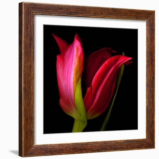 Star Tulip-Magda Indigo-Framed Photographic Print