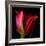 Star Tulip-Magda Indigo-Framed Photographic Print