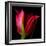 Star Tulip-Magda Indigo-Framed Photographic Print