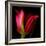 Star Tulip-Magda Indigo-Framed Photographic Print