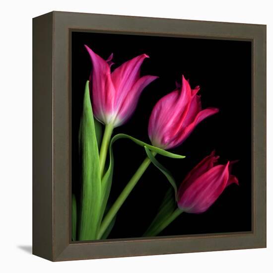 Star Tulips-Magda Indigo-Framed Premier Image Canvas