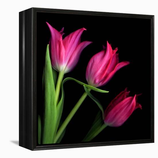 Star Tulips-Magda Indigo-Framed Premier Image Canvas