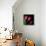 Star Tulips-Magda Indigo-Framed Premier Image Canvas displayed on a wall