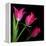 Star Tulips-Magda Indigo-Framed Premier Image Canvas