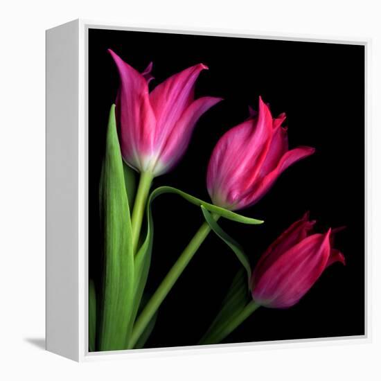 Star Tulips-Magda Indigo-Framed Premier Image Canvas