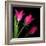 Star Tulips-Magda Indigo-Framed Photographic Print