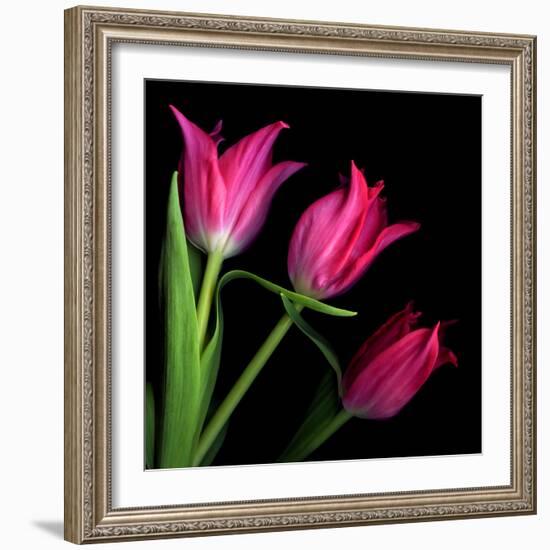 Star Tulips-Magda Indigo-Framed Photographic Print