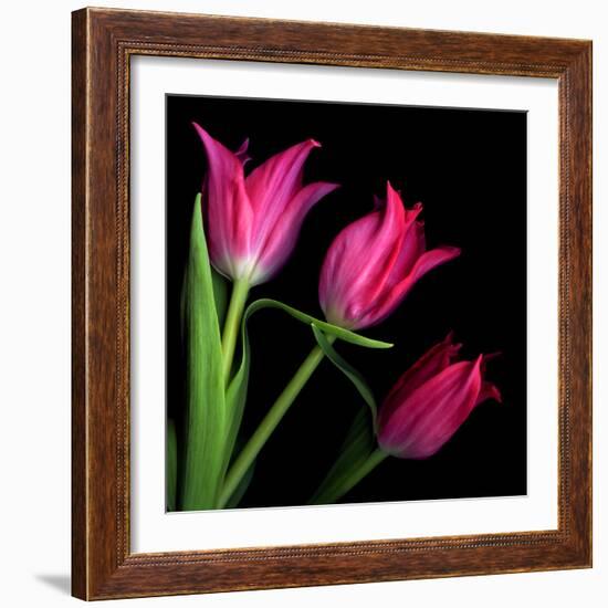 Star Tulips-Magda Indigo-Framed Photographic Print