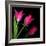 Star Tulips-Magda Indigo-Framed Photographic Print