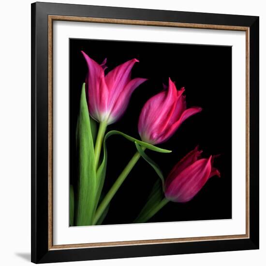 Star Tulips-Magda Indigo-Framed Photographic Print