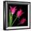 Star Tulips-Magda Indigo-Framed Photographic Print