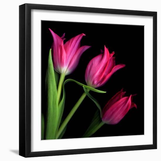 Star Tulips-Magda Indigo-Framed Photographic Print