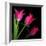 Star Tulips-Magda Indigo-Framed Photographic Print