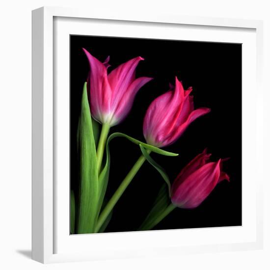 Star Tulips-Magda Indigo-Framed Photographic Print