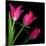 Star Tulips-Magda Indigo-Mounted Photographic Print