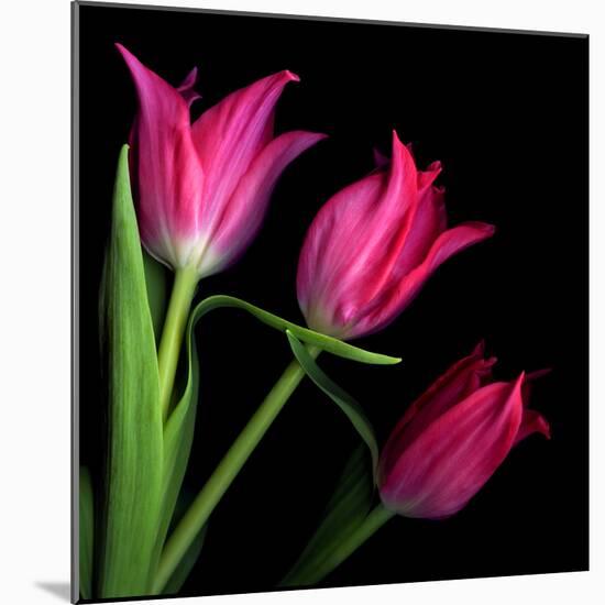 Star Tulips-Magda Indigo-Mounted Photographic Print
