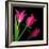 Star Tulips-Magda Indigo-Framed Photographic Print