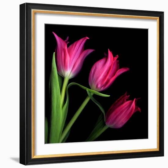 Star Tulips-Magda Indigo-Framed Photographic Print