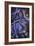 Star Visions-Sue Clyne-Framed Giclee Print