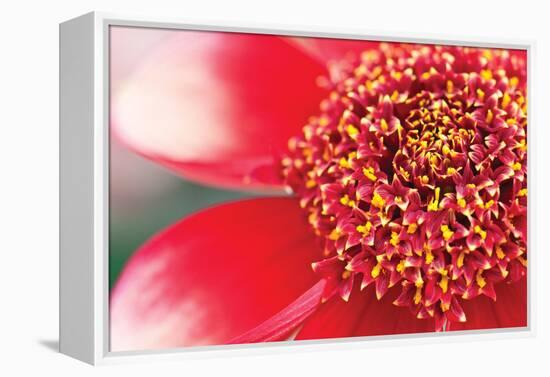 Starburst I-Dana Styber-Framed Premier Image Canvas