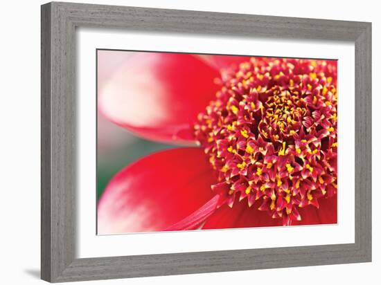 Starburst I-Dana Styber-Framed Photographic Print