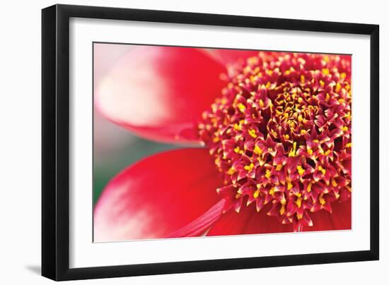 Starburst I-Dana Styber-Framed Photographic Print