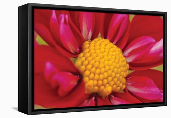 Starburst II-Dana Styber-Framed Premier Image Canvas