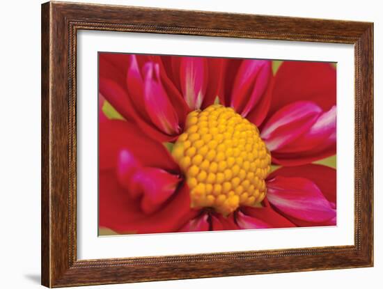 Starburst II-Dana Styber-Framed Photographic Print