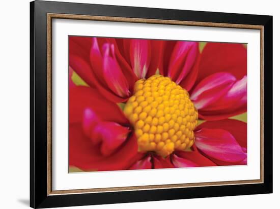 Starburst II-Dana Styber-Framed Photographic Print