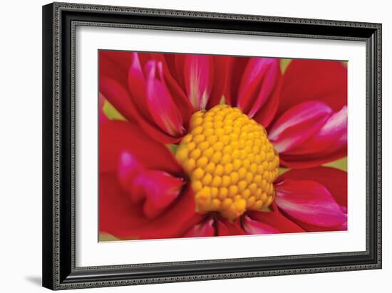 Starburst II-Dana Styber-Framed Photographic Print