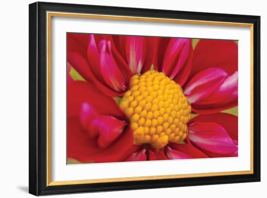 Starburst II-Dana Styber-Framed Photographic Print