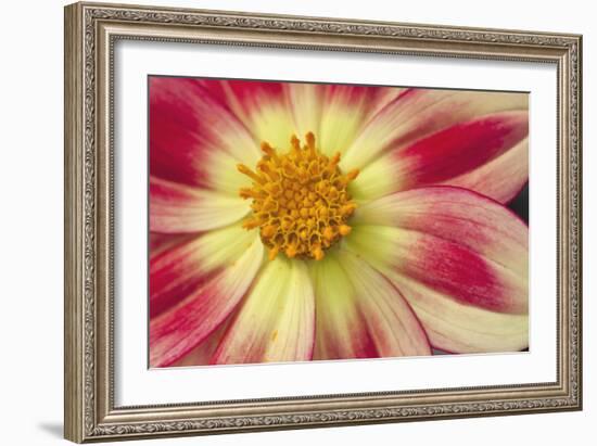 Starburst III-Dana Styber-Framed Photographic Print