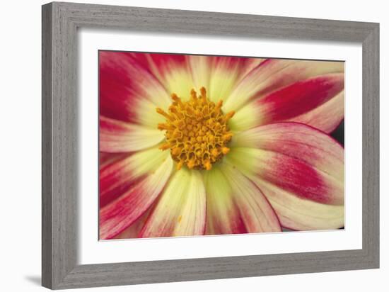 Starburst III-Dana Styber-Framed Photographic Print