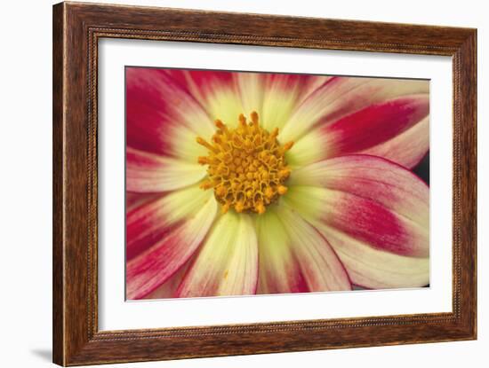 Starburst III-Dana Styber-Framed Photographic Print