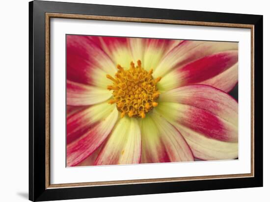 Starburst III-Dana Styber-Framed Photographic Print