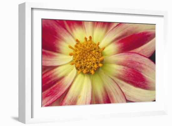 Starburst III-Dana Styber-Framed Photographic Print