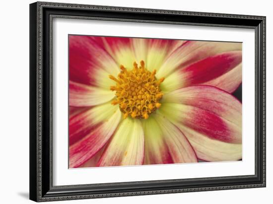 Starburst III-Dana Styber-Framed Photographic Print