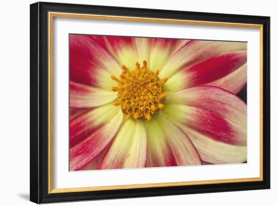 Starburst III-Dana Styber-Framed Photographic Print