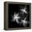 Starburst Inverted-Albert Koetsier-Framed Stretched Canvas