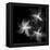 Starburst Inverted-Albert Koetsier-Framed Stretched Canvas