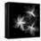 Starburst Inverted-Albert Koetsier-Framed Stretched Canvas