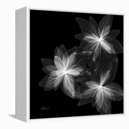 Starburst Inverted-Albert Koetsier-Framed Stretched Canvas