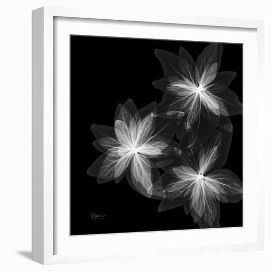 Starburst Inverted-Albert Koetsier-Framed Photographic Print