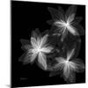 Starburst Inverted-Albert Koetsier-Mounted Photographic Print