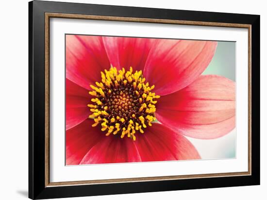 Starburst IV-Dana Styber-Framed Photographic Print